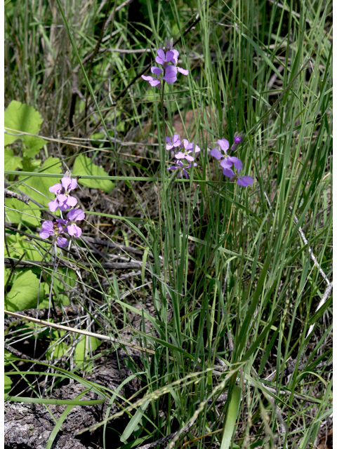 Schoenocrambe linearifolia (Slimleaf plainsmustard) #51817