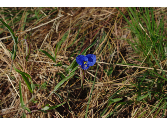 Commelina dianthifolia (Birdbill dayflower) #51922