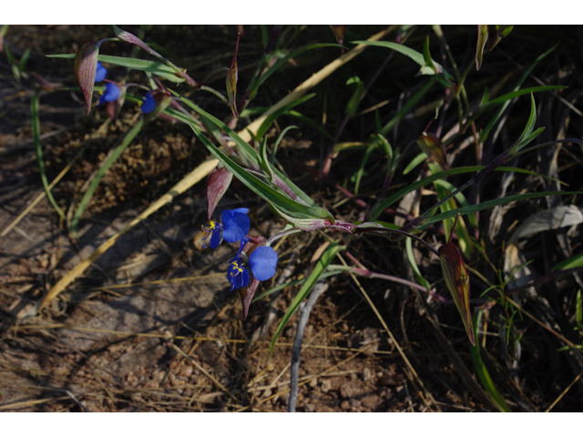 Commelina dianthifolia (Birdbill dayflower) #51923