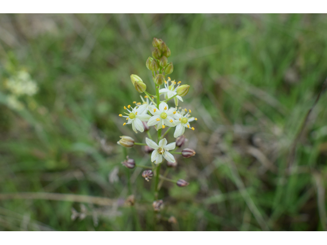 Schoenolirion wrightii (Texas sunnybell) #61587