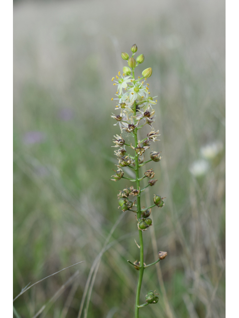 Schoenolirion wrightii (Texas sunnybell) #61588