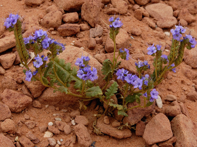 Phacelia crenulata (Cleft-leaf wild heliotrope) #26608