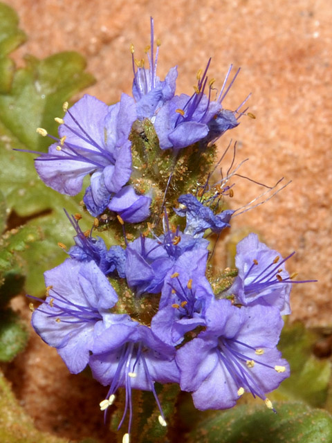 Phacelia crenulata (Cleft-leaf wild heliotrope) #26609