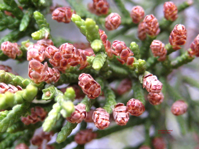 Juniperus ashei (Ashe juniper) #28559