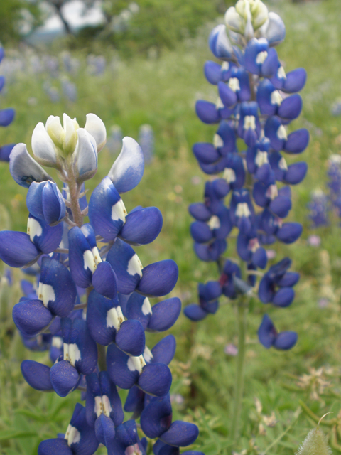 Lupinus texensis (Texas bluebonnet) #27609