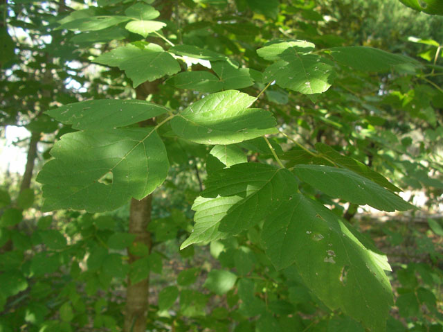 Acer negundo (Box elder) #20103