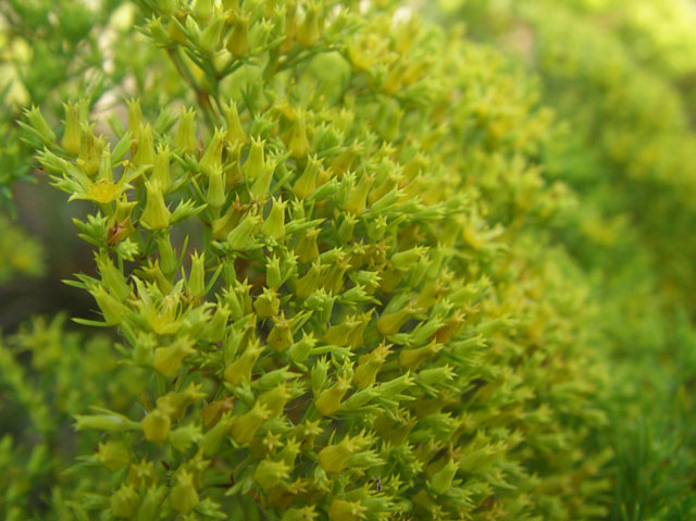 Paronychia virginica (Whitlow-wort) #20119