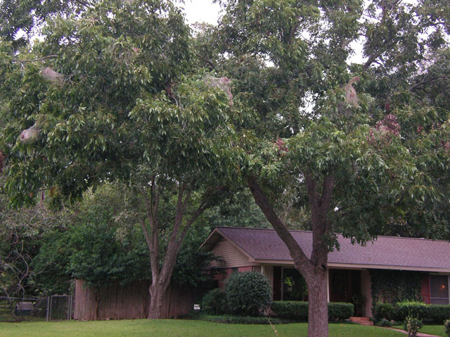 Carya illinoinensis (Pecan) #20122