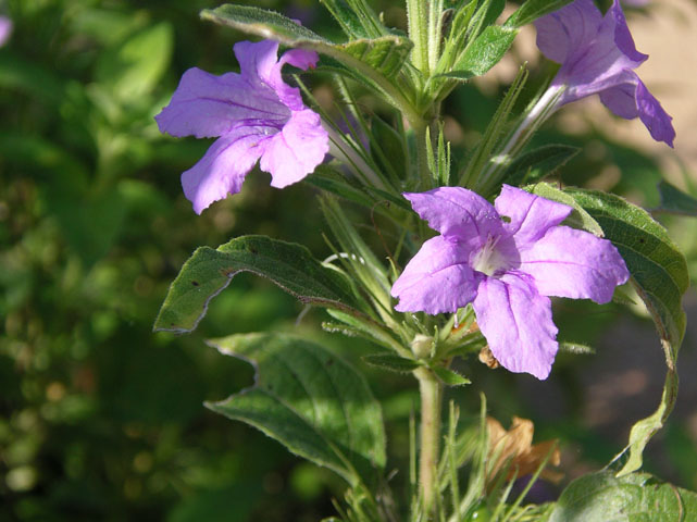 Ruellia drummondiana (Drummond's ruellia) #20144