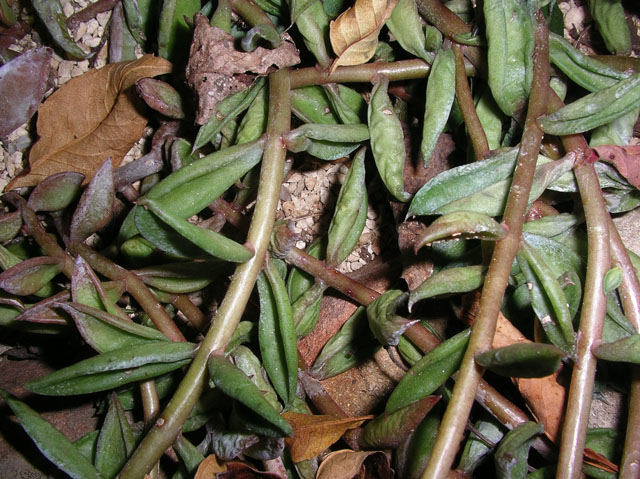 Lenophyllum texanum (Coastal stonecrop) #20160