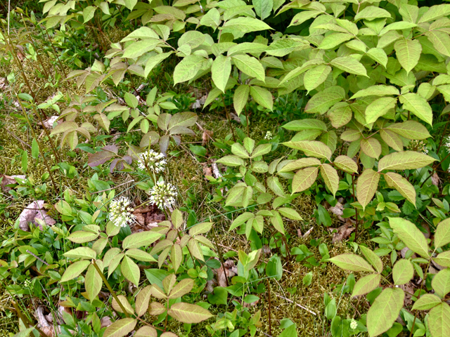 Aralia nudicaulis (Wild sarsaparilla) #33746