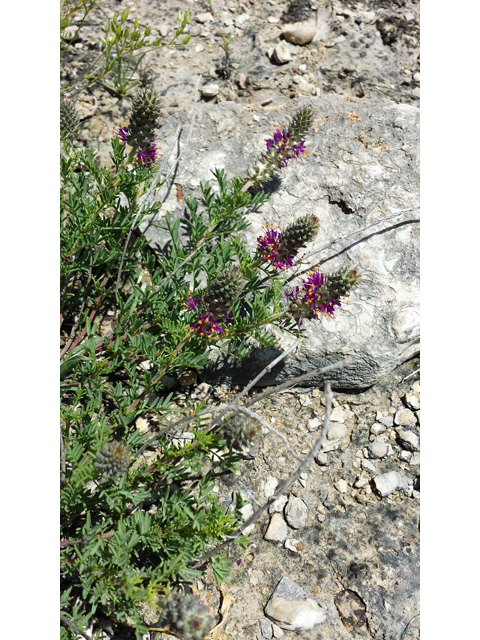 Dalea reverchonii (Comanche peak prairie clover) #47442