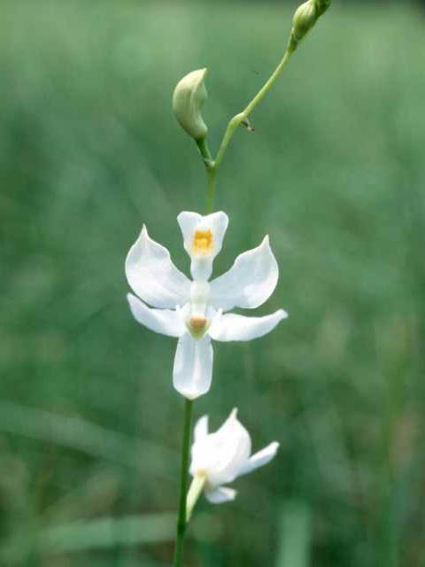 Calopogon pallidus (Pale grass-pink) #15371