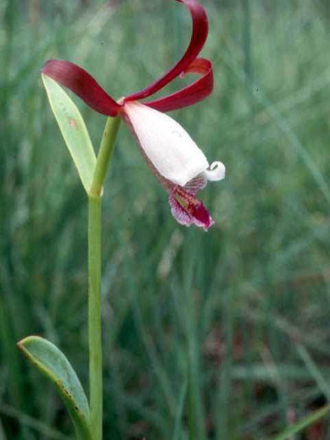 Cleistes bifaria (Small spreading pogonia) #15374