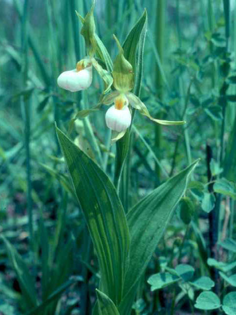 Cypripedium candidum (White lady's slipper) #15385