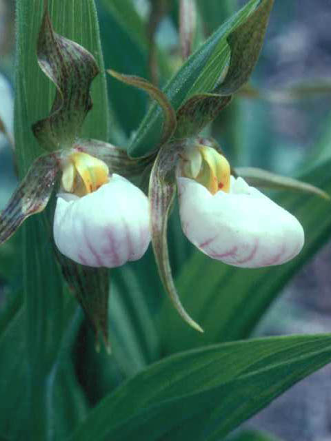 Cypripedium candidum (White lady's slipper) #15386