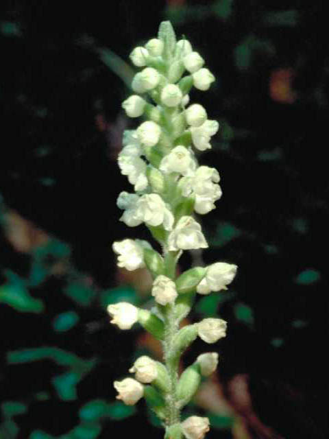 Goodyera pubescens (Downy rattlesnake plantain) #15399