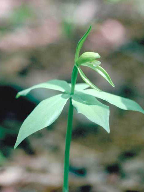 Isotria medeoloides (Small whorled pogonia) #15404