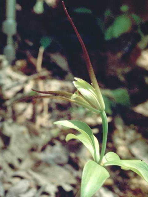 Isotria verticillata (Large whorled pogonia) #15406