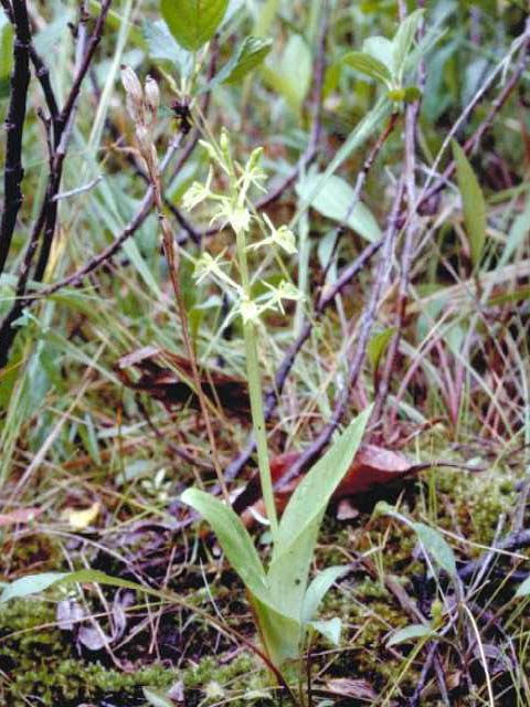 Liparis loeselii (Yellow widelip orchid) #15409