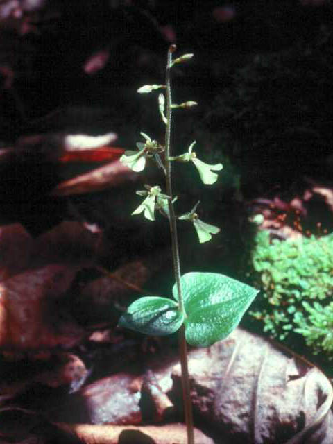 Listera smallii (Kidneyleaf twayblade) #15412