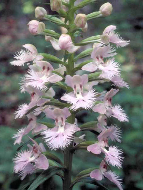 Platanthera grandiflora (Greater purple fringed orchid) #15424