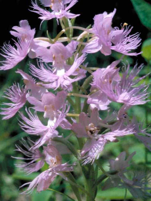 Platanthera grandiflora (Greater purple fringed orchid) #15425