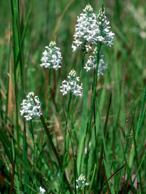 Platanthera nivea (Snowy orchid) #15432