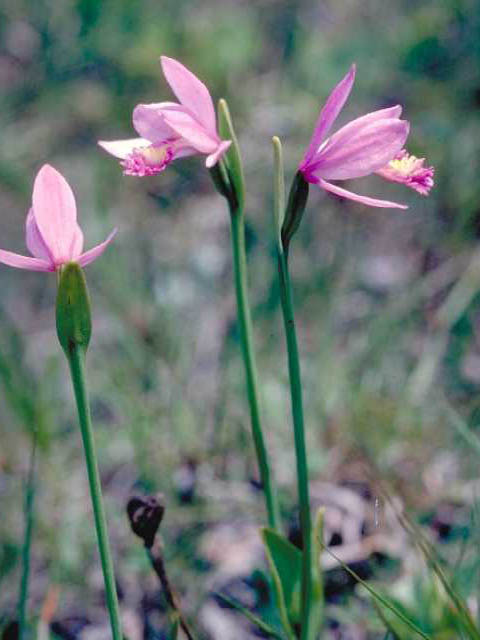 Pogonia ophioglossoides (Rose pogonia) #15440