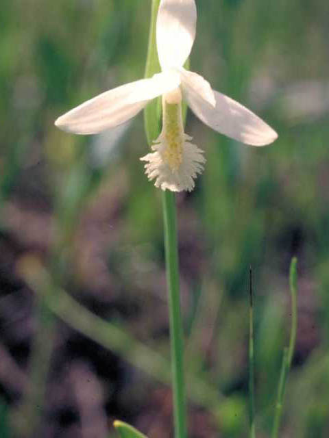 Pogonia ophioglossoides (Rose pogonia) #15441