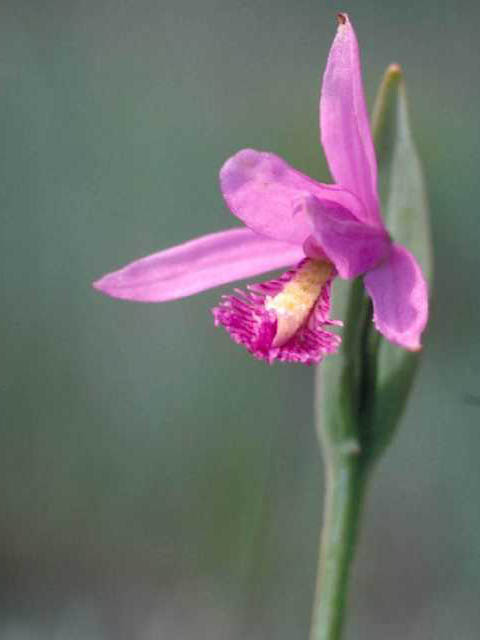 Pogonia ophioglossoides (Rose pogonia) #15442