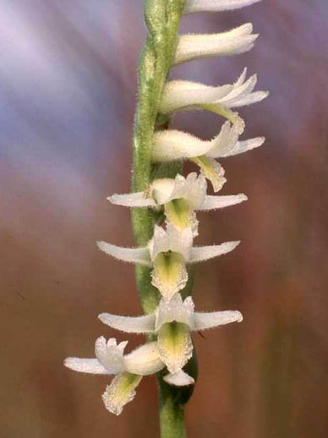 Spiranthes longilabris (Giant-spiral ladies'-tresses) #15451