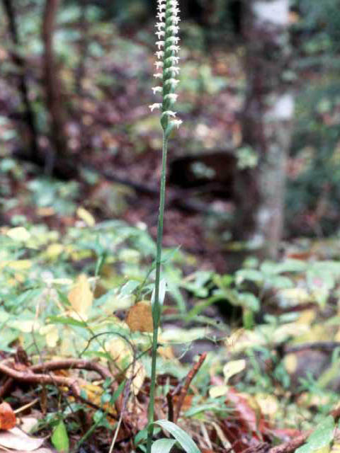 Spiranthes ovalis var. erostellata (October ladies'-tresses) #15454