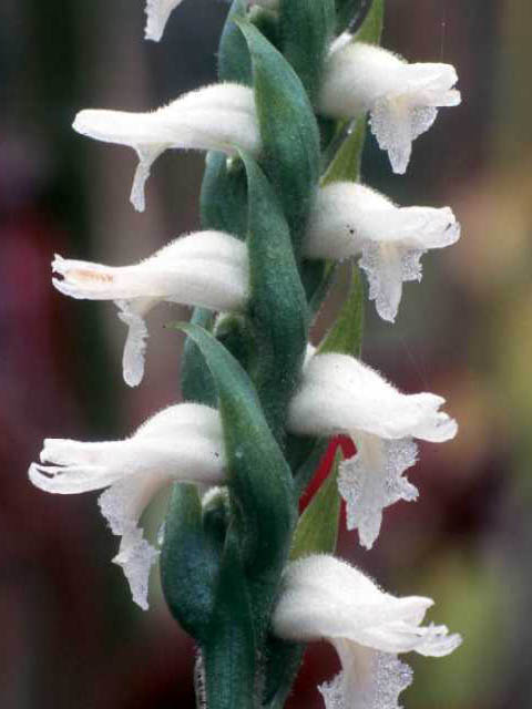 Spiranthes ovalis var. erostellata (October ladies'-tresses) #15455