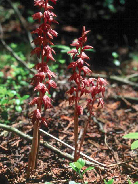 Corallorhiza striata (Hooded coralroot) #15467