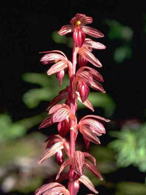 Corallorhiza striata (Hooded coralroot) #15468