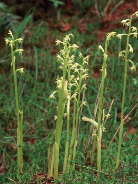 Corallorhiza trifida (Yellow coralroot) #15469