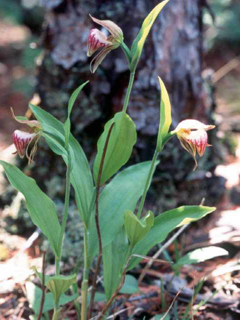 Cypripedium arietinum (Ram's head lady's slipper) #15470