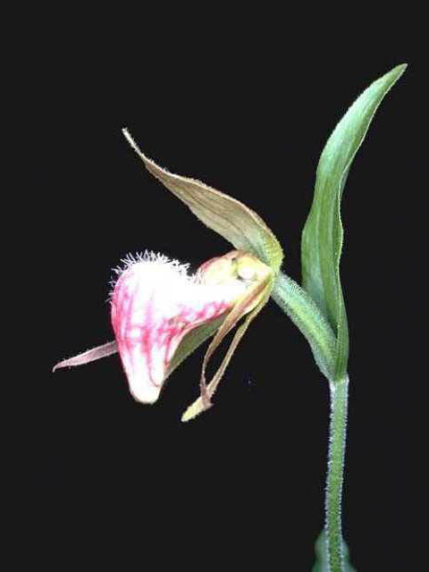 Cypripedium arietinum (Ram's head lady's slipper) #15471