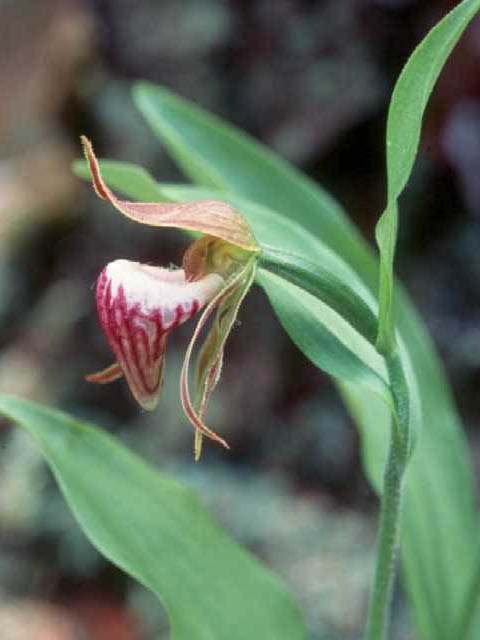 Cypripedium arietinum (Ram's head lady's slipper) #15472