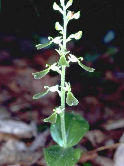 Listera convallarioides (Broadlipped twayblade) #15474