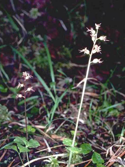 Listera cordata (Heartleaf twayblade) #15475