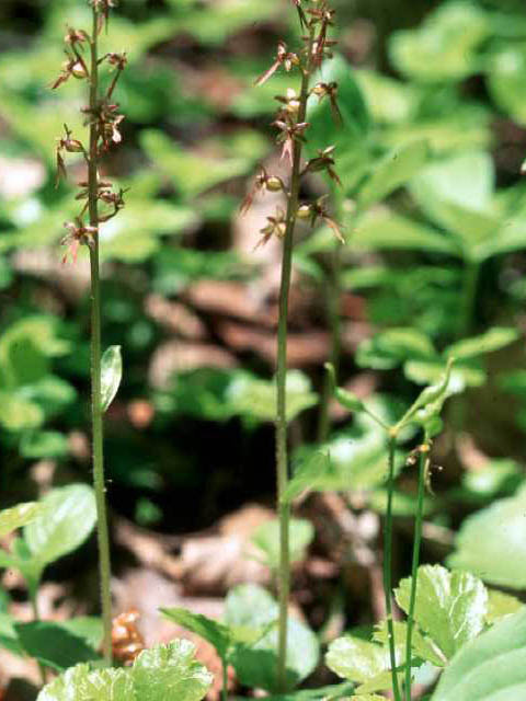 Listera cordata (Heartleaf twayblade) #15476