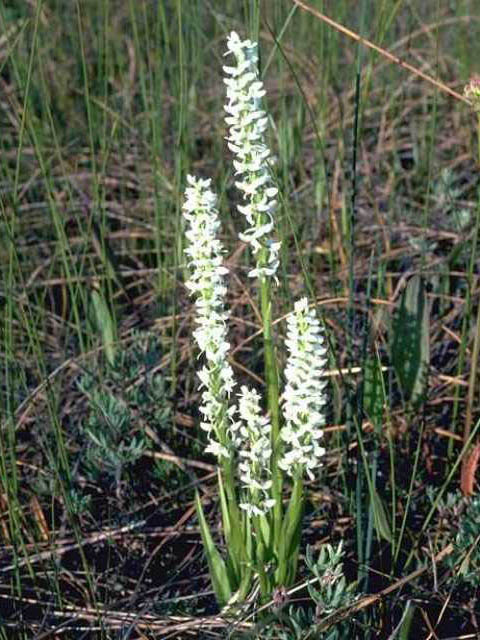 Platanthera dilatata (Scentbottle) #15482