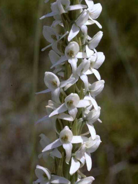 Platanthera dilatata (Scentbottle) #15483