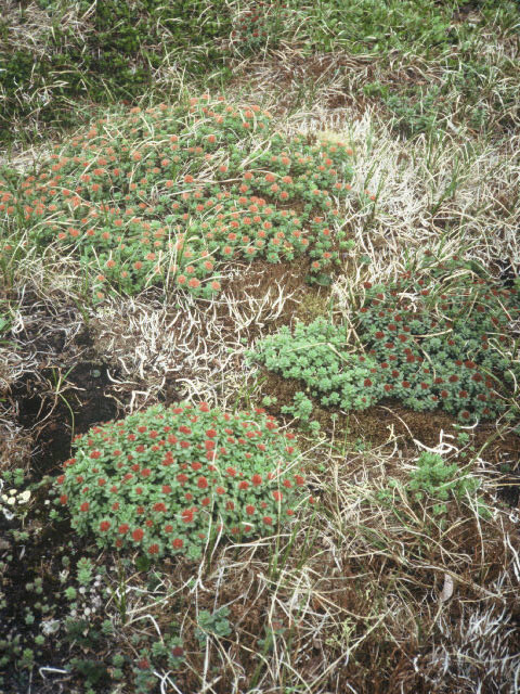 Rhodiola integrifolia (Ledge stonecrop) #19352