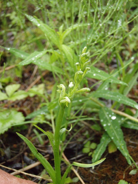 Platanthera hyperborea (Northern green orchid) #27740