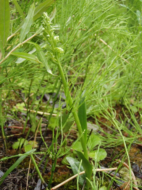 Platanthera hyperborea (Northern green orchid) #27742