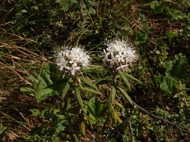 Ledum palustre (Marsh labrador tea) #27748