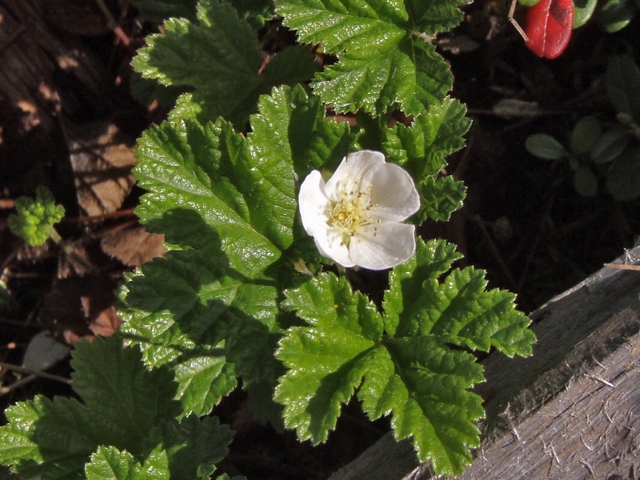 Rubus chamaemorus (Cloudberry) #27750